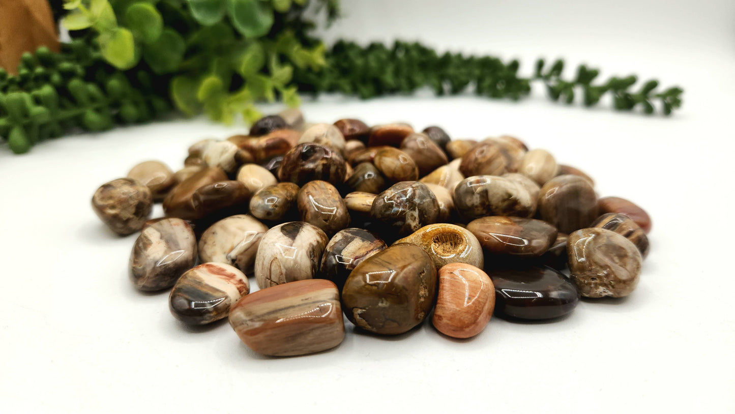 Petrified Wood Tumbled Stone