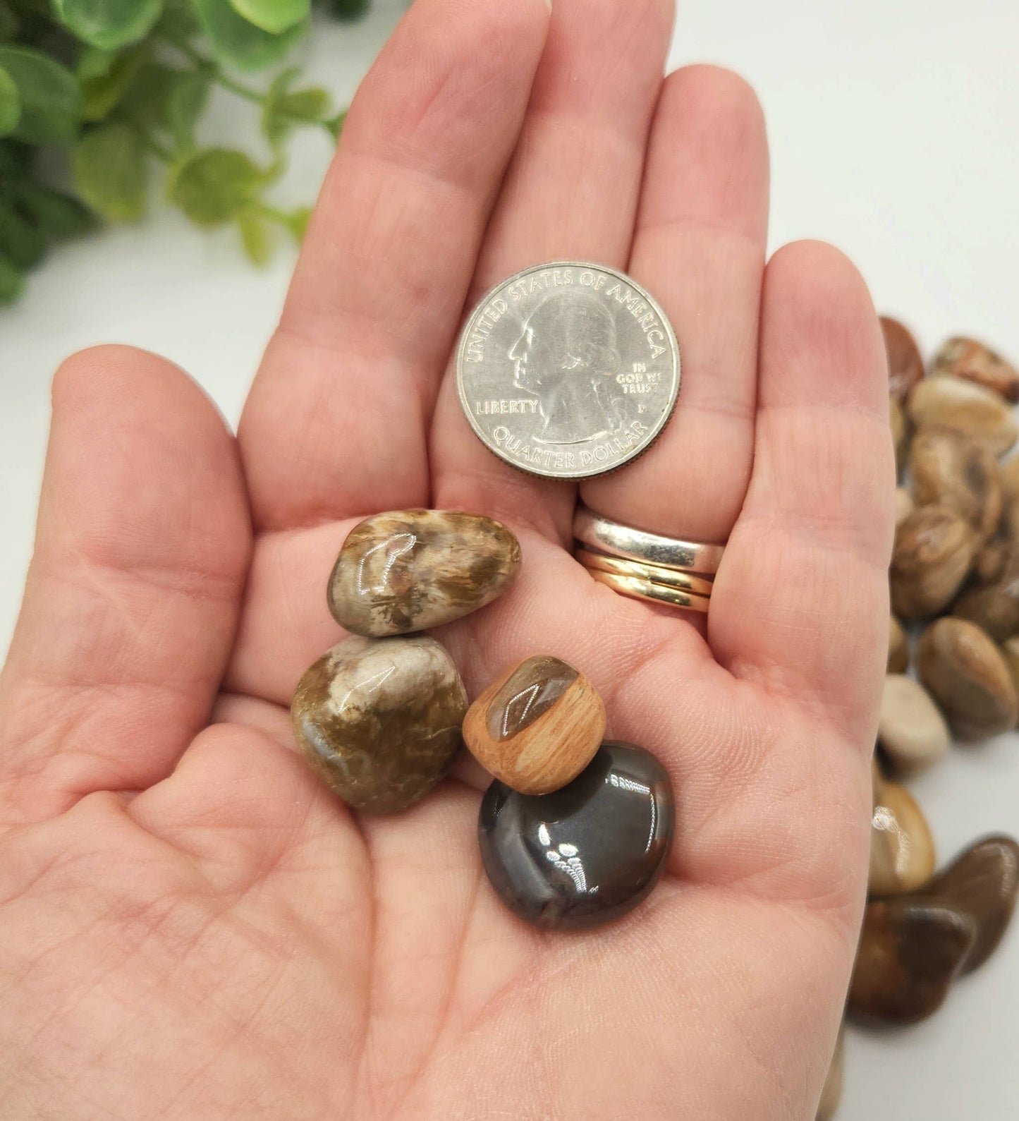 Petrified Wood Tumbled Stone