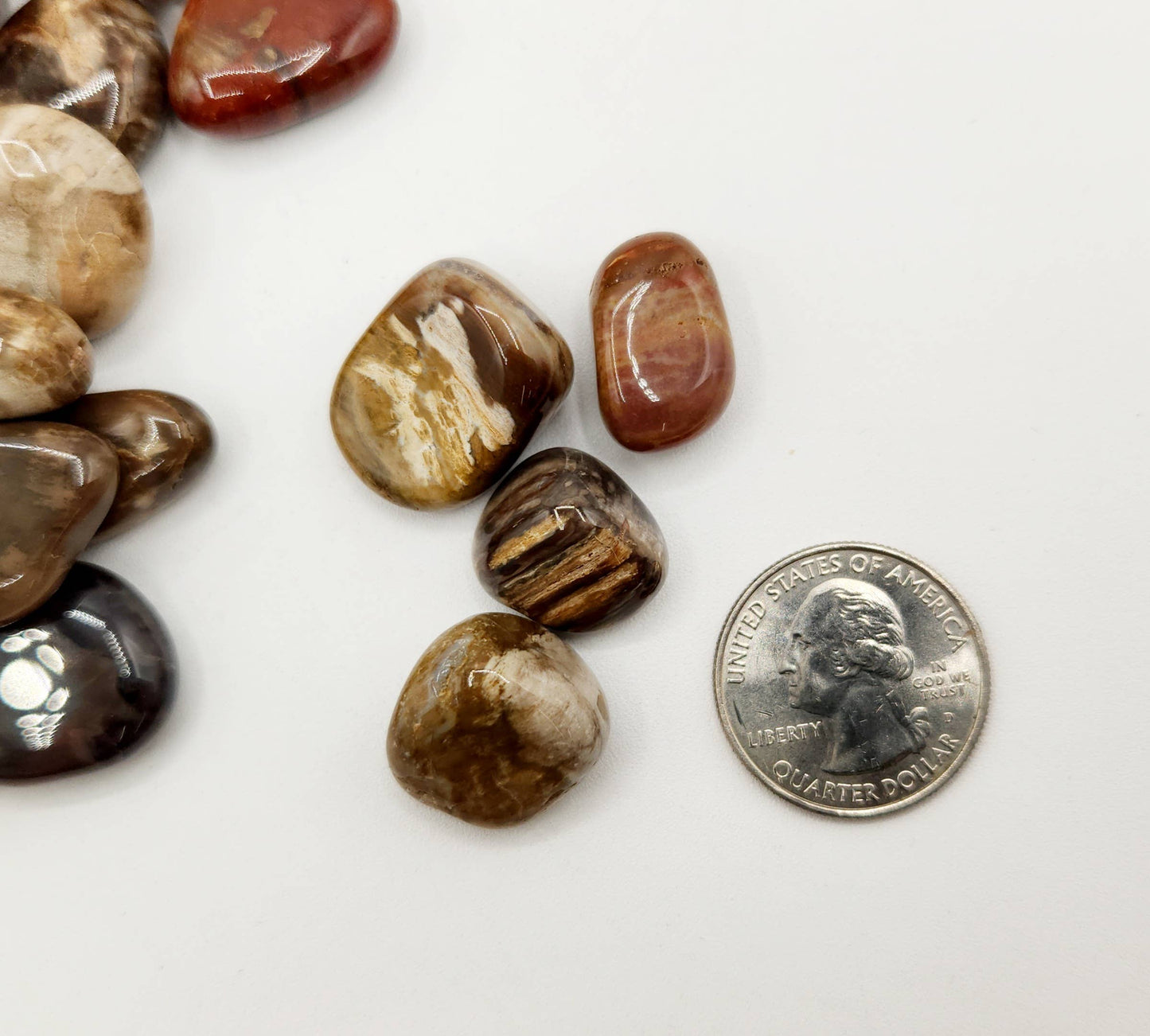 Petrified Wood Tumbled Stone