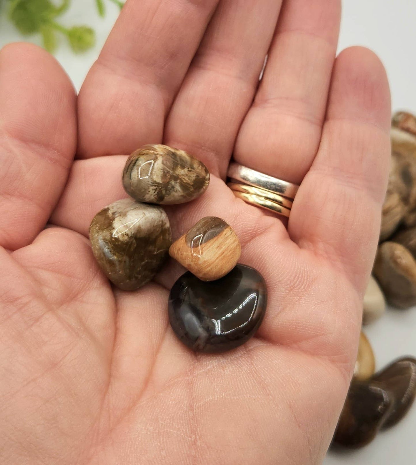 Petrified Wood Tumbled Stone
