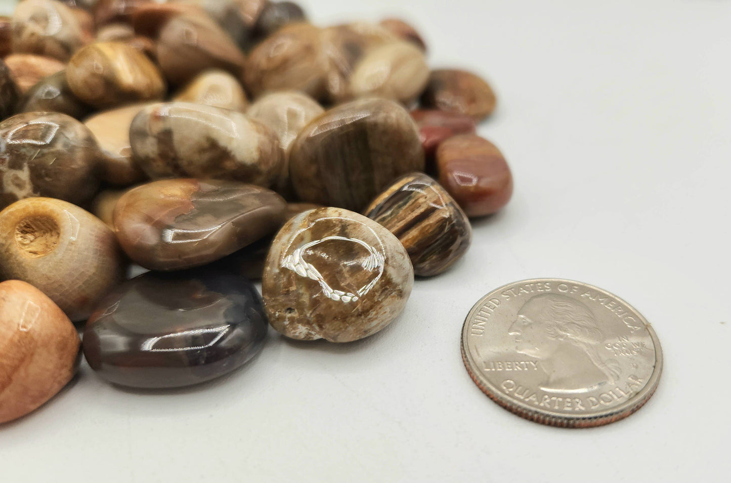 Petrified Wood Tumbled Stone