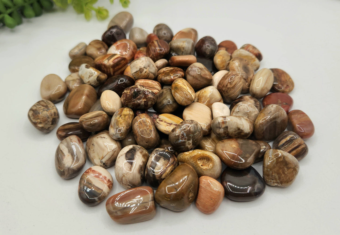 Petrified Wood Tumbled Stone